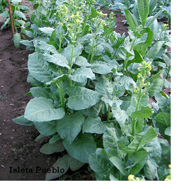 Isleta Pueblo Tobacco Plant